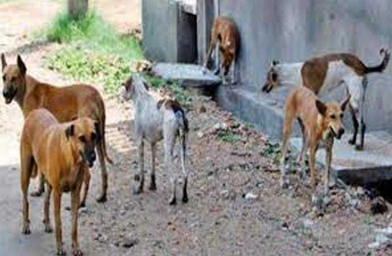 متى يتيح القانون حيازة الحيوانات الخطرة؟