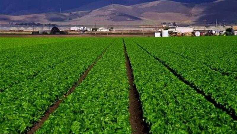 الريف المصري الجديد: تسويق 900 ألف فدان